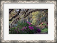 Framed Oaks and Azaleas