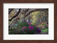 Framed Oaks and Azaleas