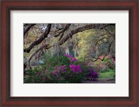 Framed Oaks and Azaleas