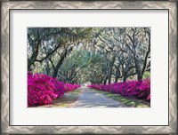 Framed Azaleas, Bonaventure