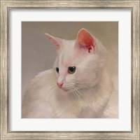 Framed White Kitten