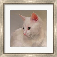 Framed White Kitten