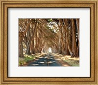 Framed Cypresses