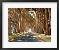 Framed Cypresses