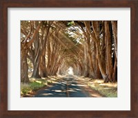 Framed Cypresses