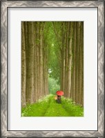 Framed Two Umbrellas, Belgium