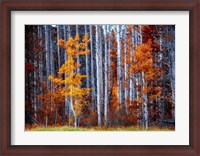 Framed Autumn Birches