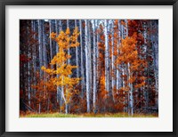 Framed Autumn Birches