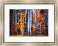 Framed Autumn Birches