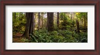 Framed Cathedral Forest