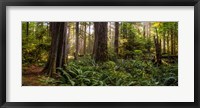 Framed Cathedral Forest