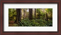 Framed Cathedral Forest