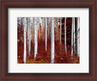 Framed Fall Birches