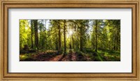 Framed Golden Forest