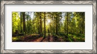 Framed Golden Forest