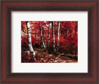 Framed Red Trees Path