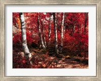 Framed Red Trees Path