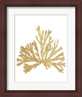 Framed Pacific Sea Mosses IV Gold