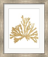 Framed Pacific Sea Mosses IV Gold