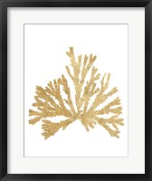 Framed Pacific Sea Mosses IV Gold