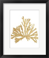 Framed Pacific Sea Mosses IV Gold