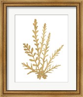 Framed Pacific Sea Mosses III Gold