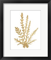 Framed Pacific Sea Mosses III Gold
