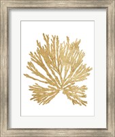 Framed Pacific Sea Mosses II Gold