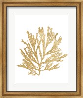 Framed Pacific Sea Mosses I Gold