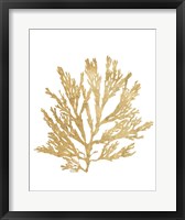 Framed Pacific Sea Mosses I Gold