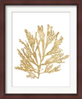 Framed Pacific Sea Mosses I Gold