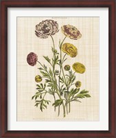 Framed Herbal Botany XXII v2 Linen Crop
