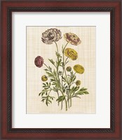 Framed Herbal Botany XXII v2 Linen Crop