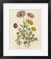 Framed Herbal Botany XXII v2 Linen Crop