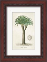 Framed Palm Tree Cycas Crest
