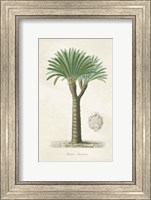 Framed Palm Tree Cycas Crest