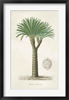 Framed Palm Tree Cycas Crest