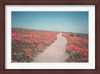 Framed California Blooms IV