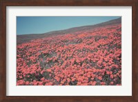 Framed California Blooms III