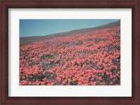 Framed California Blooms III