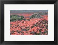 Framed California Blooms II