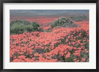 Framed California Blooms II