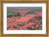 Framed California Blooms II