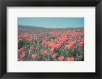 Framed California Blooms I