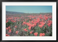 Framed California Blooms I