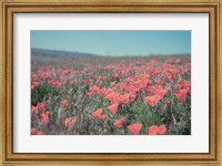 Framed California Blooms I