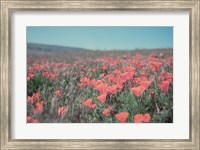 Framed California Blooms I