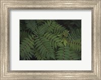 Framed Leafy VI