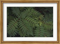 Framed Leafy VI