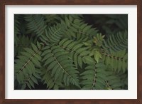 Framed Leafy VI